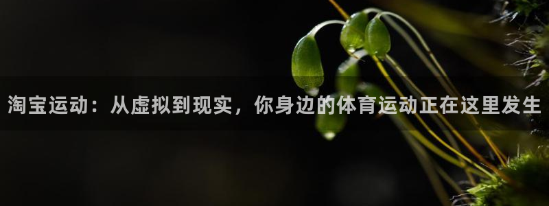 181熊猫体育
