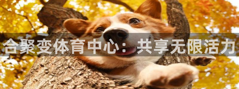 熊猫体育怎么样